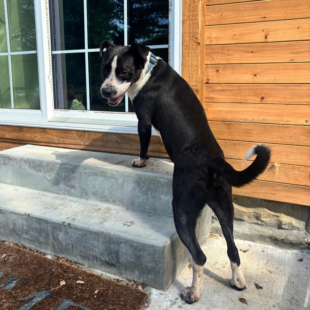 Enlarge Noss, a Adoptable mixed breed in Pittsburg, KS image 6/6