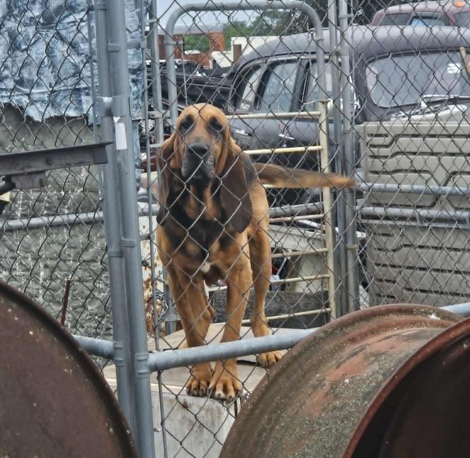 Ellie May, adopted, Adult Female Bloodhound.