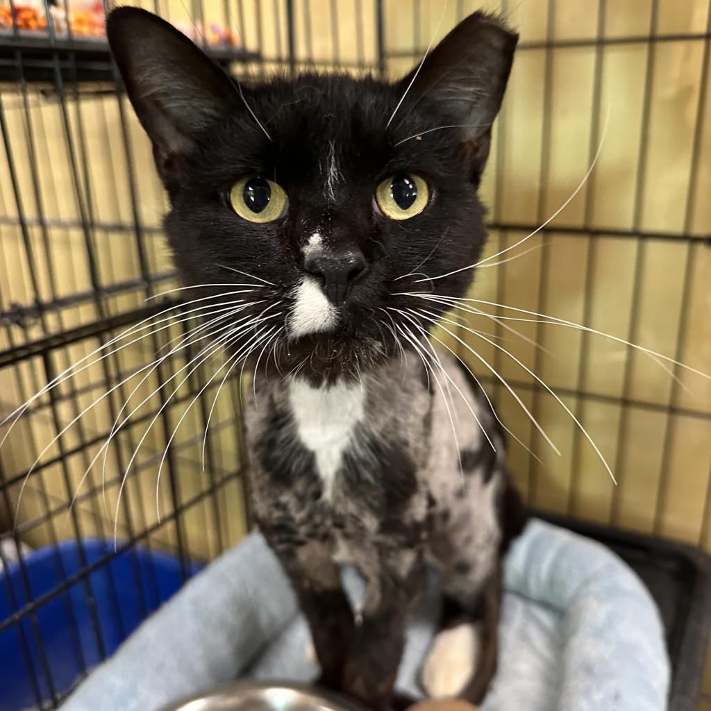 Nigel, a Adoptable Domestic Short Hair in Mount Vernon, IN image 1/3