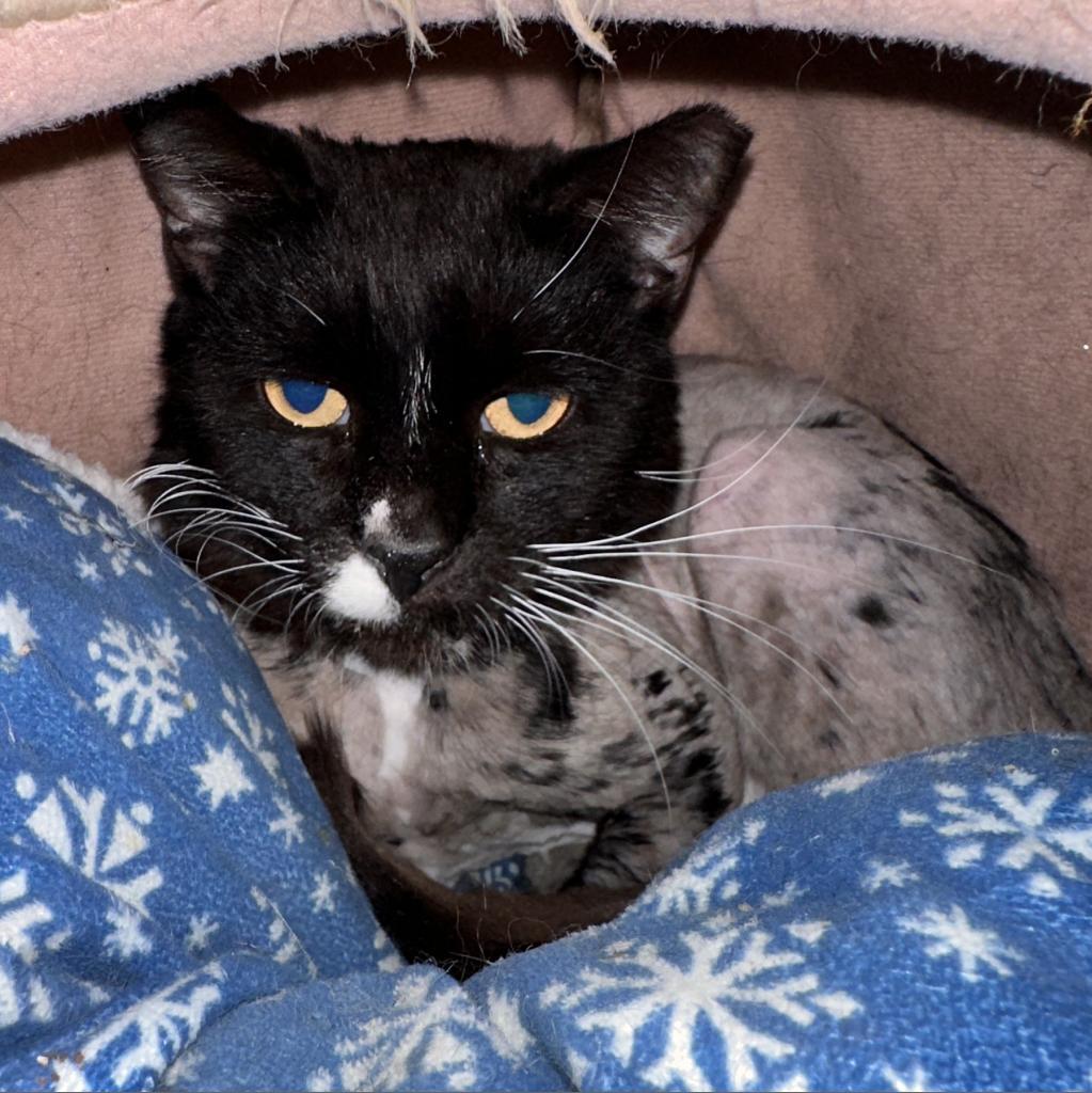 Nigel, a Adoptable Domestic Short Hair in Mount Vernon, IN image 2/3