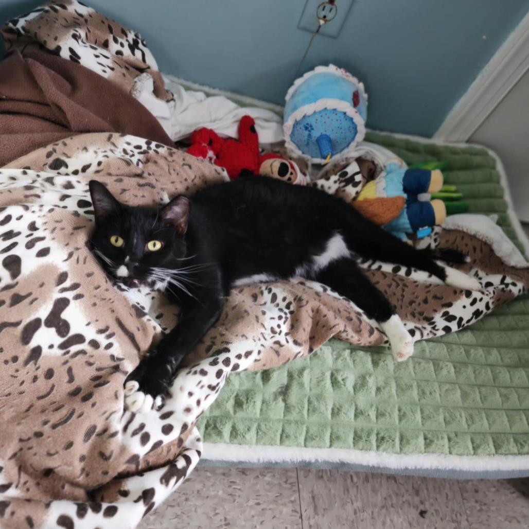 Nigel, a Adoptable Domestic Short Hair in Mount Vernon, IN image 3/3