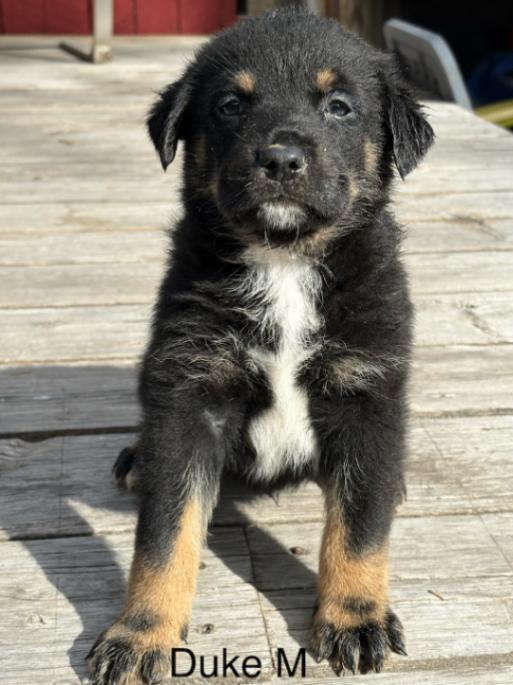 Duke, Adoptable, Adult Male Mixed Breed.
