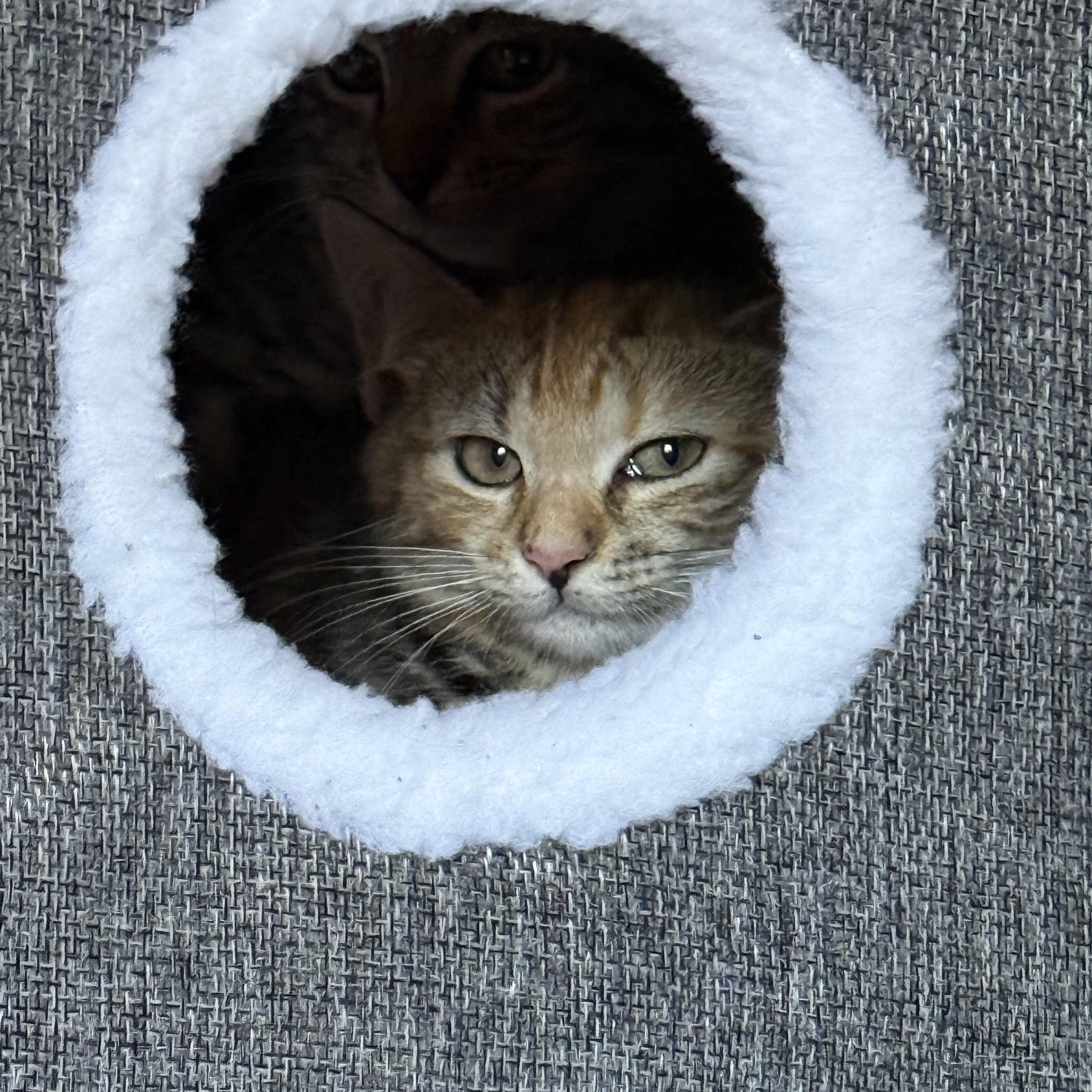 Hazel