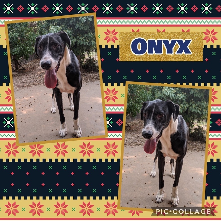 Onyx, a Adoptable mixed breed in Amarillo, TX image 1/2
