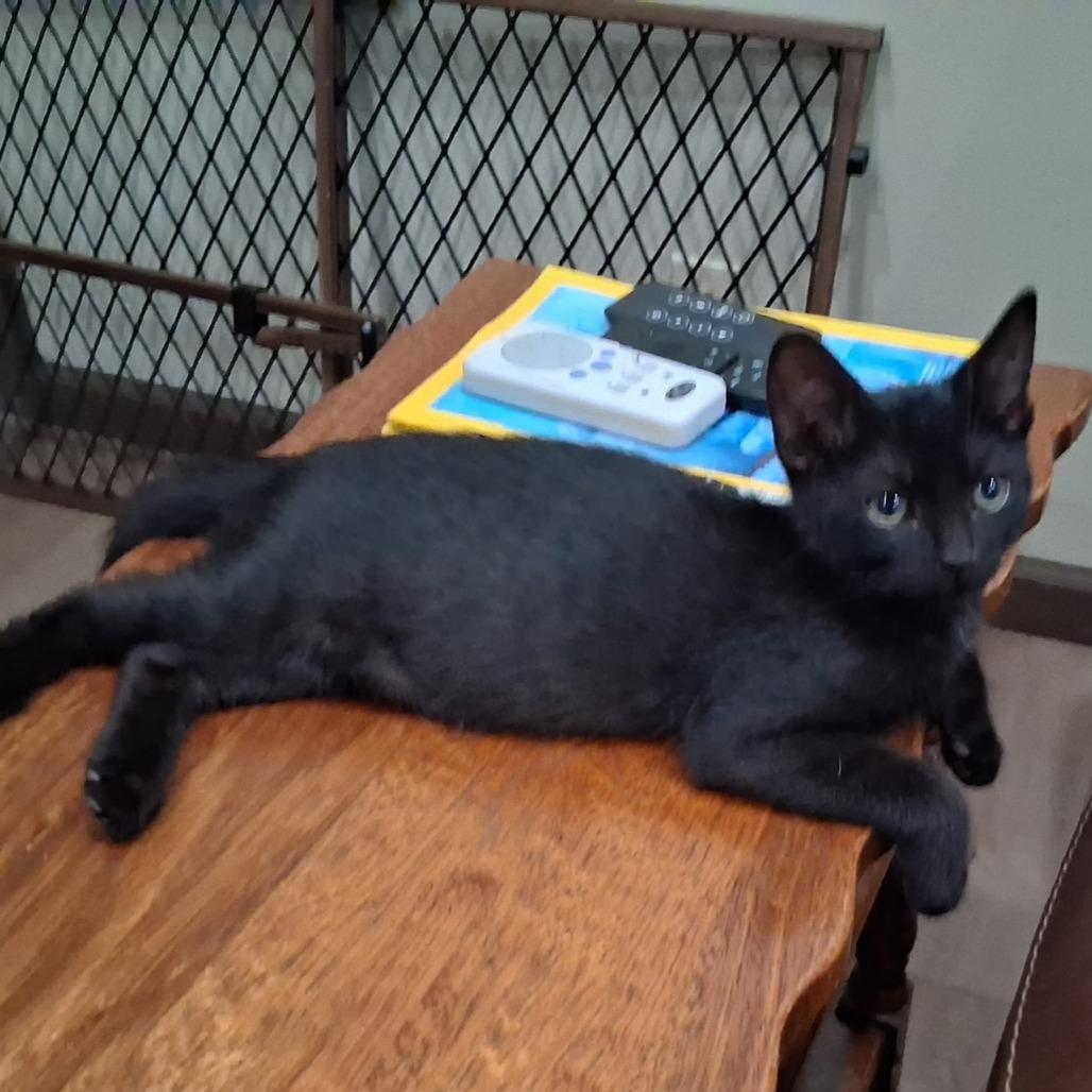 COLE, Adoptable, Young Male Domestic Short Hair.