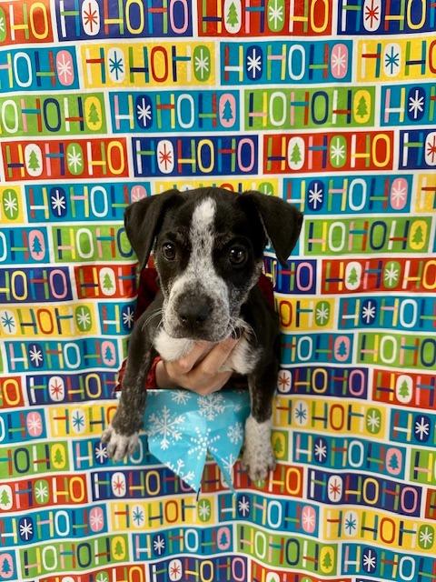 Rudolph, Adoptable, Puppy Male Australian Cattle Dog / Blue Heeler & Mixed Breed.