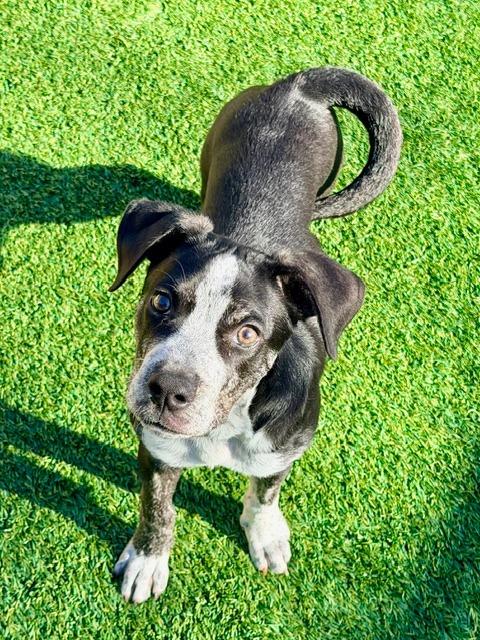 Enlarge Rudolph, a Adoptable mixed breed in Madison, GA image 2/2