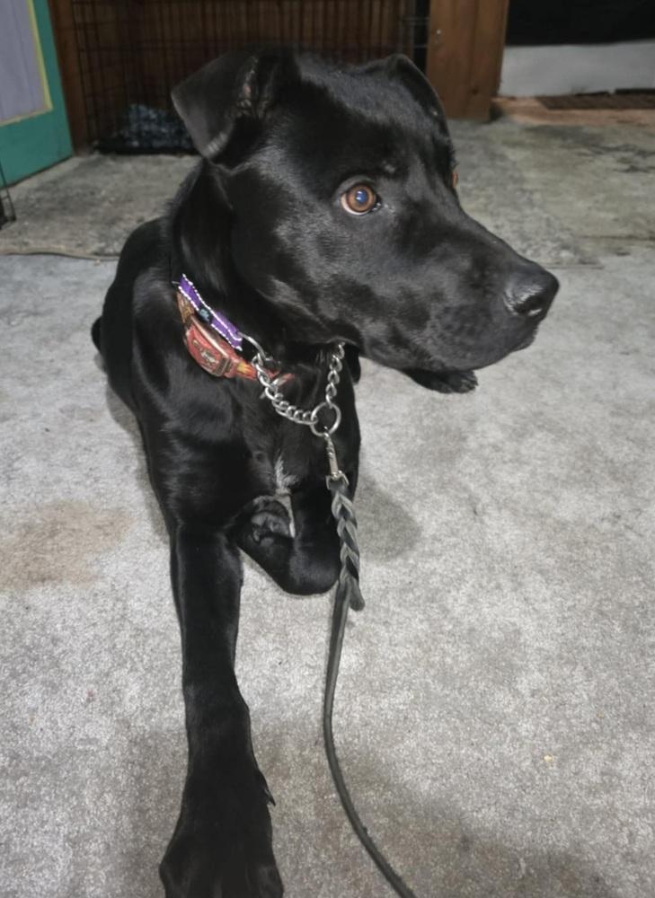 Enlarge Noah, a ADOPTABLE mixed breed in Lake View, NY image 1/1