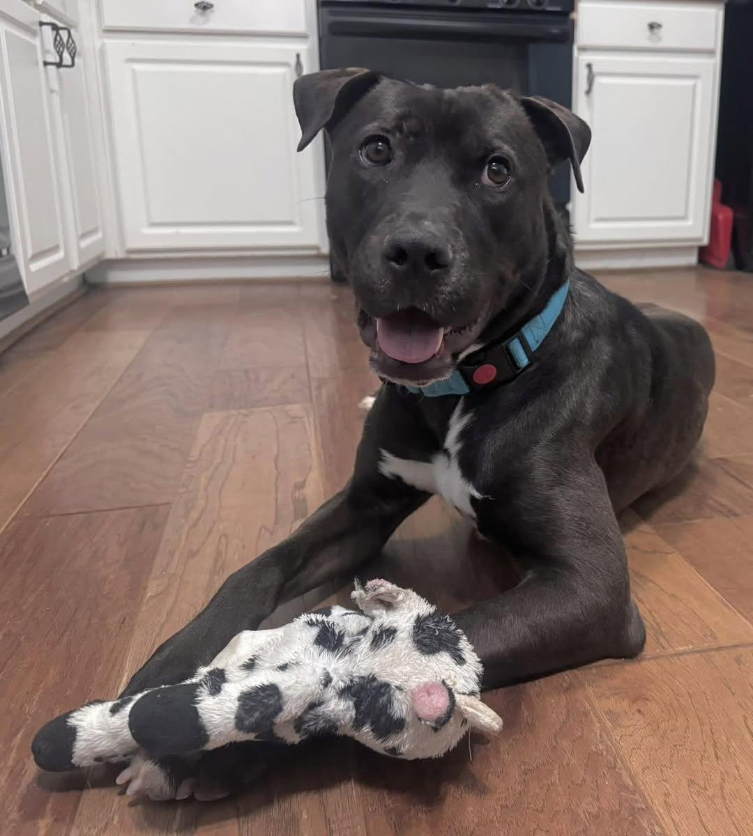 Rhett ( super affectionate, house trained, crate trained, friendly), Adoptable, Young Male Pit Bull Terrier.