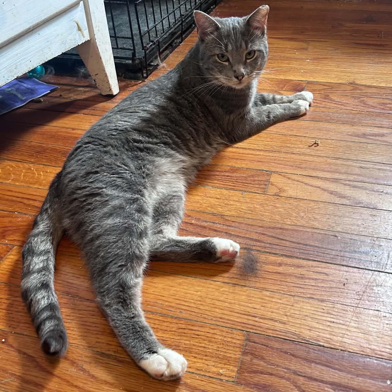 Enlarge Peter (lap cat), a Adoptable Domestic Short Hair in Huntington, NY image 5/5