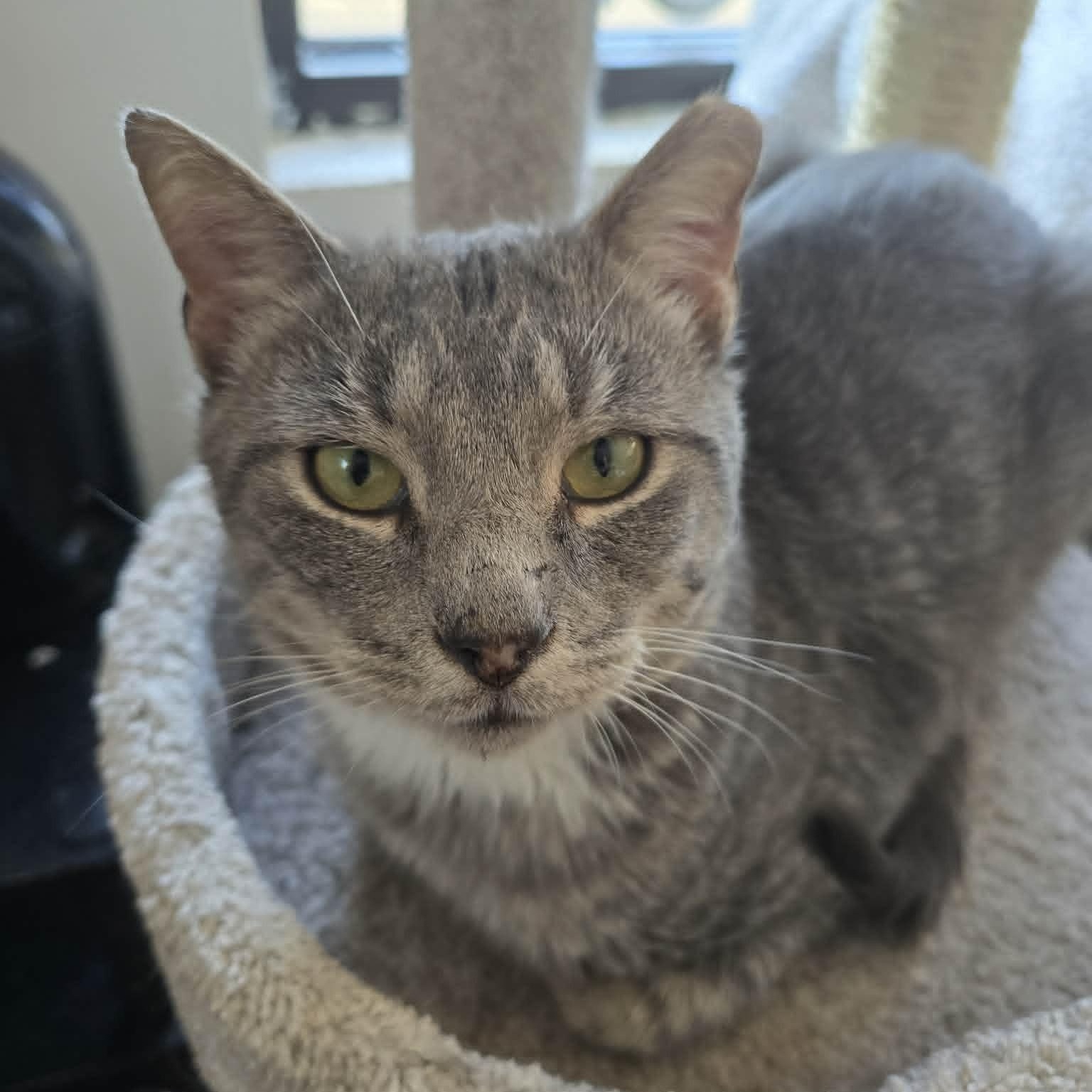 Enlarge Peter (lap cat), a Adoptable Domestic Short Hair in Huntington, NY image 3/5