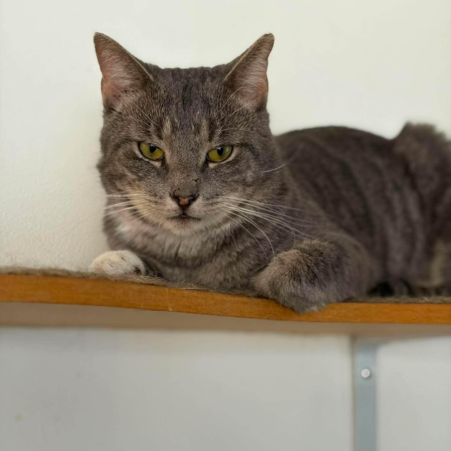 Enlarge Peter (lap cat), a Adoptable Domestic Short Hair in Huntington, NY image 1/5