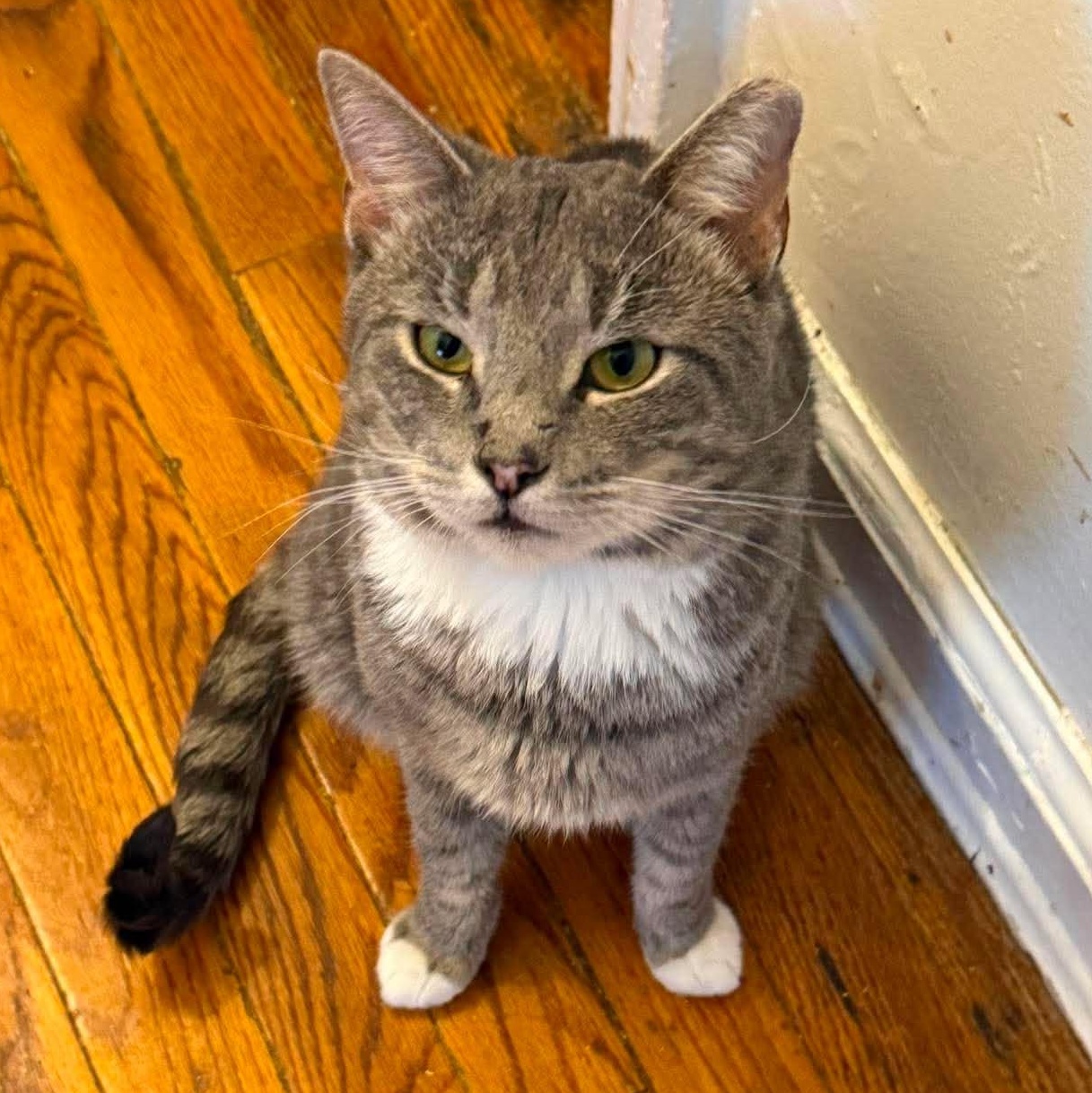 Enlarge Peter (lap cat), a Adoptable Domestic Short Hair in Huntington, NY image 2/5