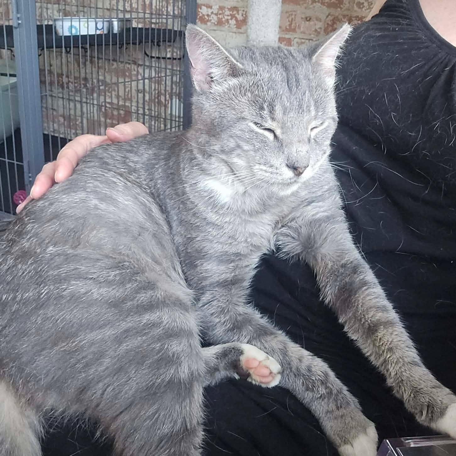 Enlarge Peter (lap cat), a Adoptable Domestic Short Hair in Huntington, NY image 4/5