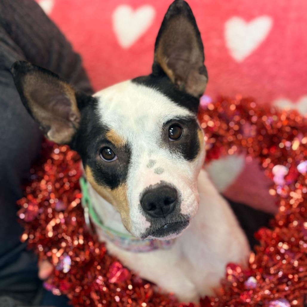 Enlarge Tia, a Adoptable Mixed Breed in Houston, TX image 3/6