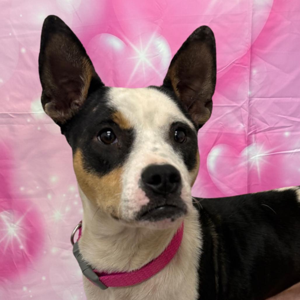 Enlarge Tia, a Adoptable Mixed Breed in Houston, TX image 5/6