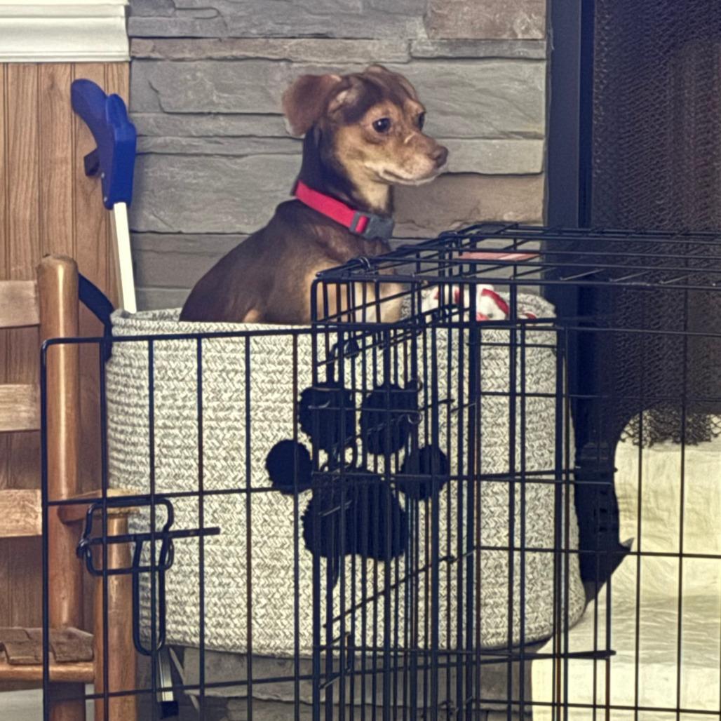 Salami, a Adoptable mixed breed in Raleigh, NC image 1/6