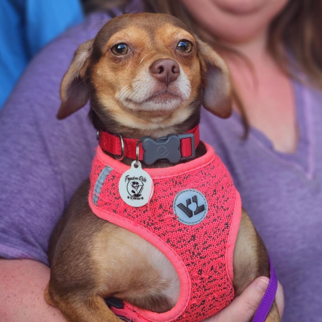 Salami, a Adoptable mixed breed in Raleigh, NC image 2/6