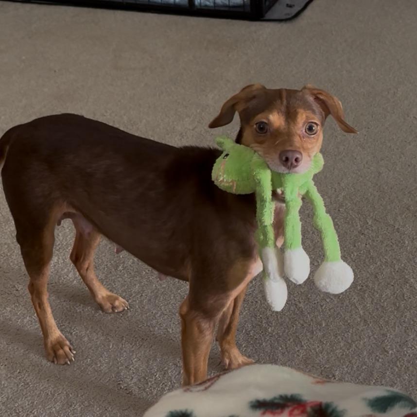 Salami, a Adoptable mixed breed in Raleigh, NC image 3/6