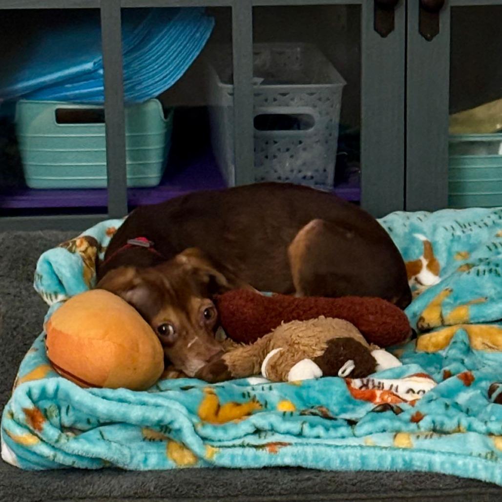 Salami, a Adoptable mixed breed in Raleigh, NC image 5/6