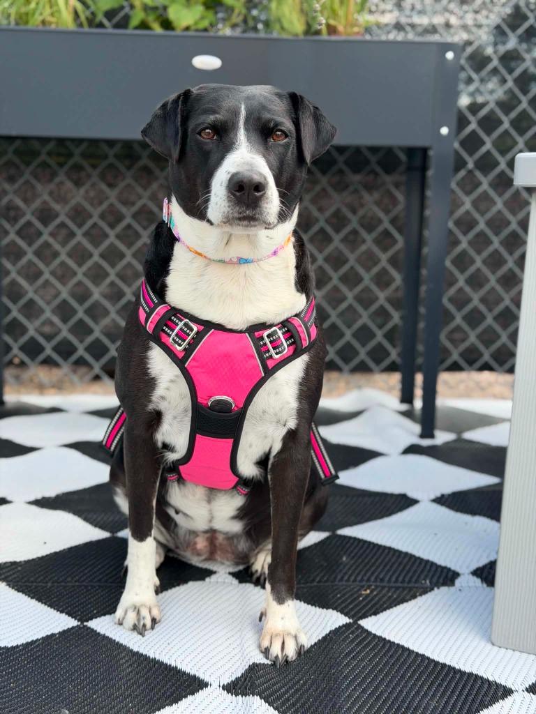 Enlarge Demi, a Adoptable mixed breed in Savage, MN image 1/2