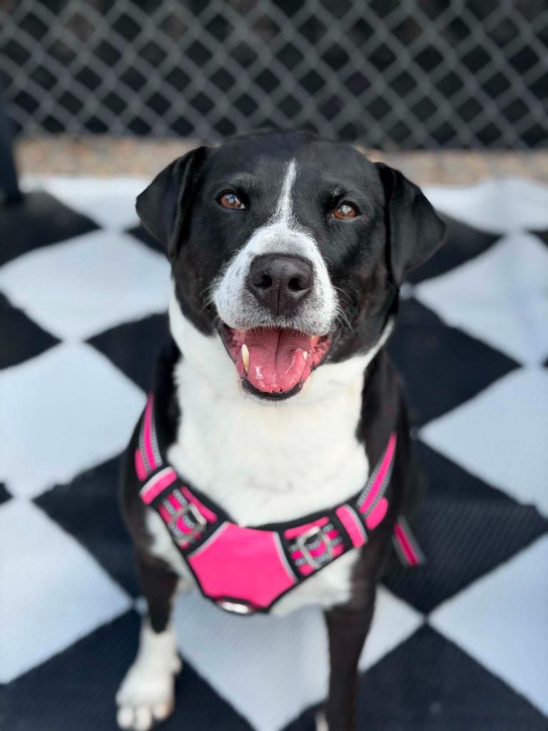 Enlarge Demi, a Adoptable mixed breed in Savage, MN image 2/2