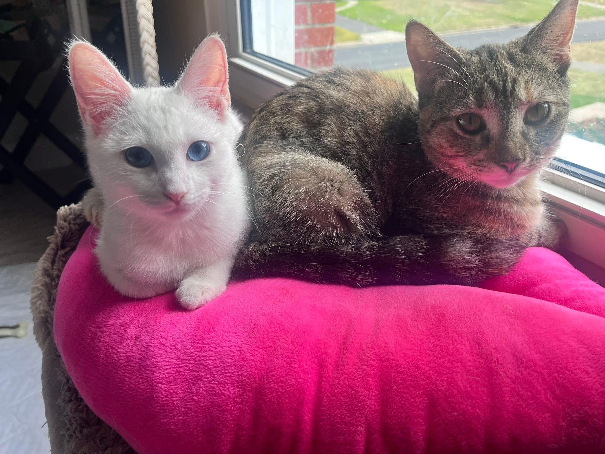 Dutchess thumbnail 2