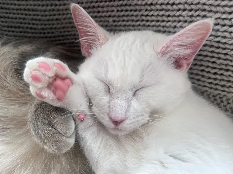 Dutchess thumbnail 4