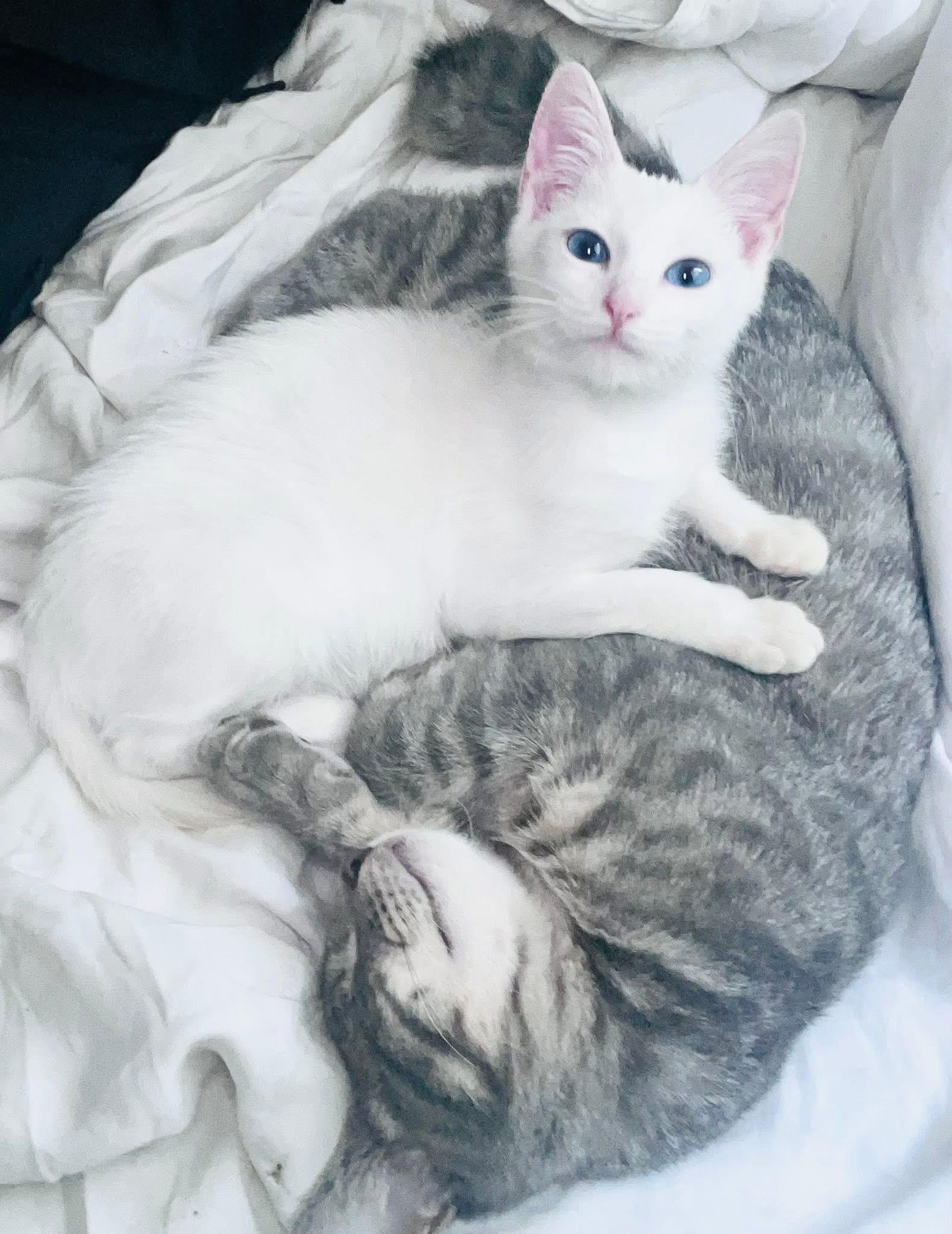 Dutchess thumbnail 5