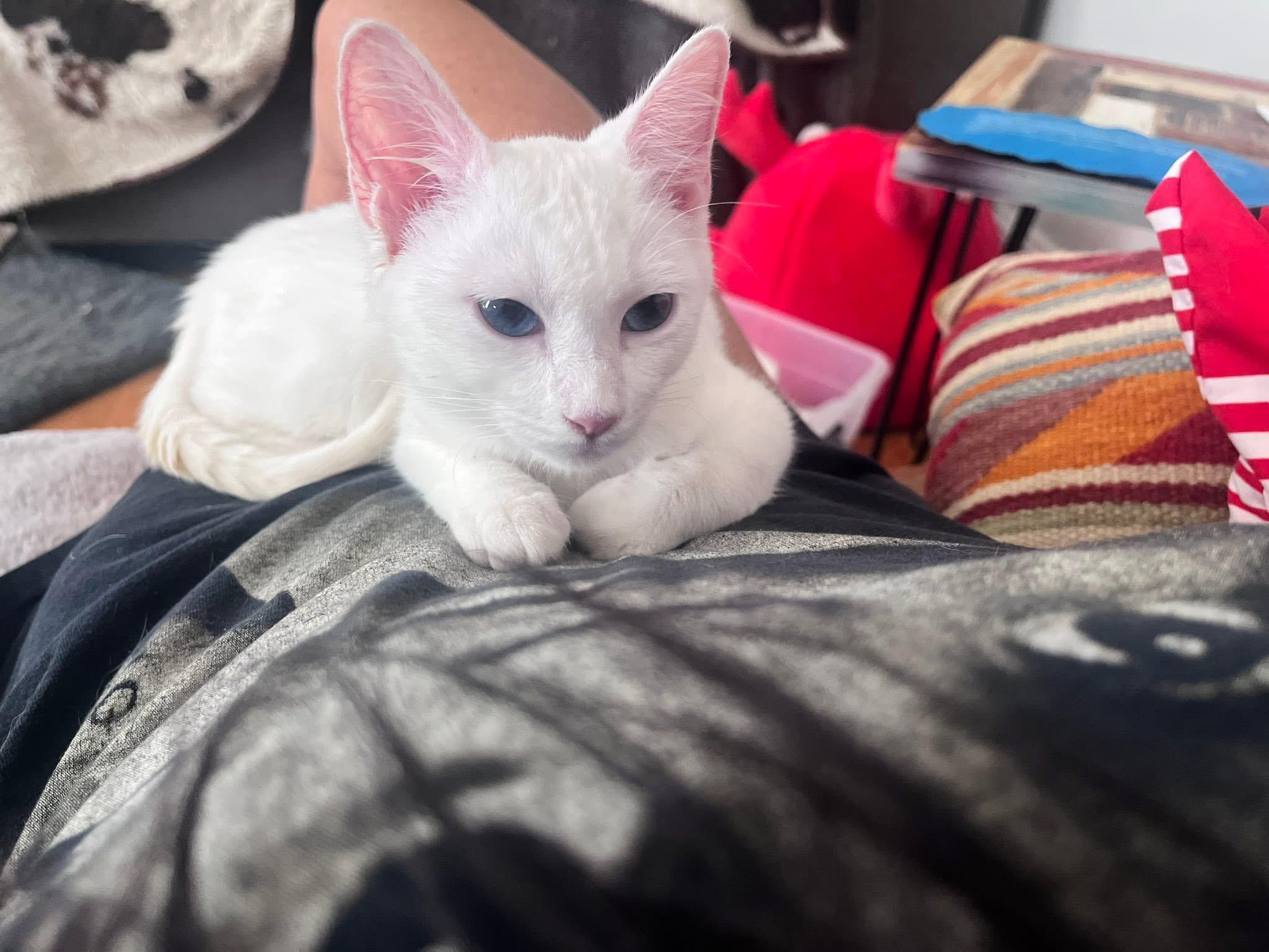 Dutchess thumbnail 6