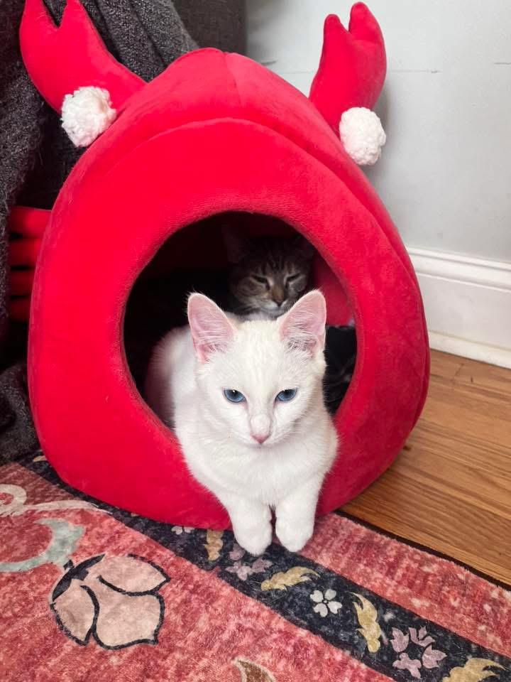 Dutchess thumbnail 7