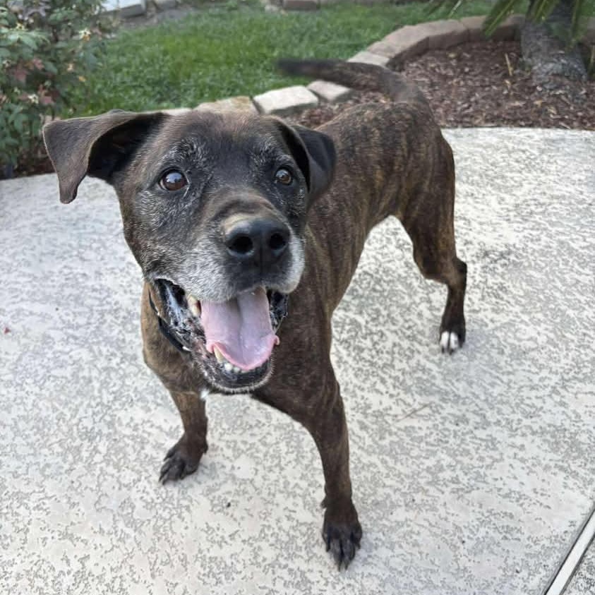 Major, Adoptable, Adult Male Mastiff.