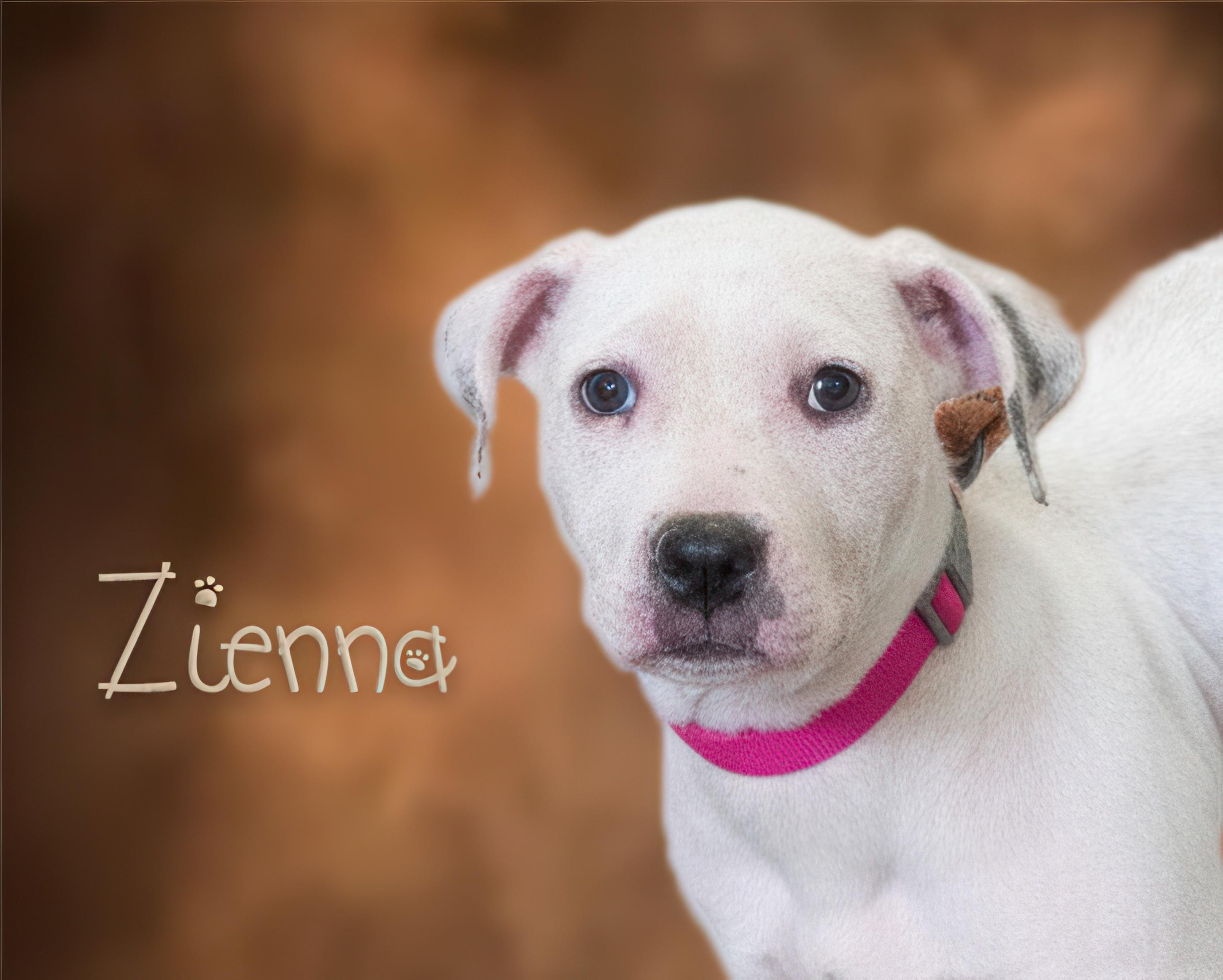 Enlarge Zienna, an adoptable mixed breed in Somerset, PA image 1/1