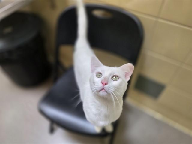 SUSPICIOUSLY MAJESTIC, Adoptable, Young Male Domestic Short Hair.