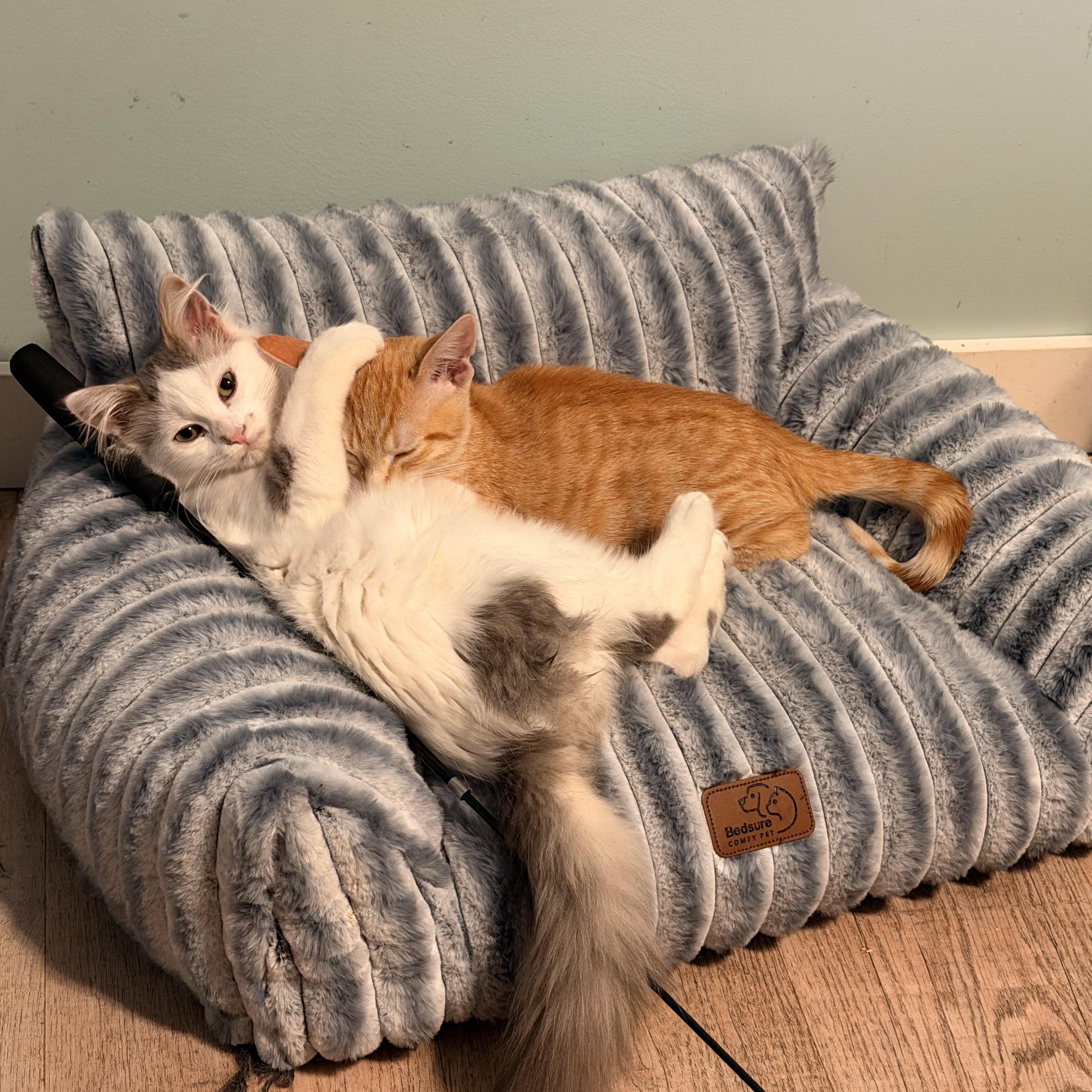 Enlarge Dolly P and Goldie-Bonded Pair, a Adoptable Domestic Medium Hair in Mears, MI image 1/6