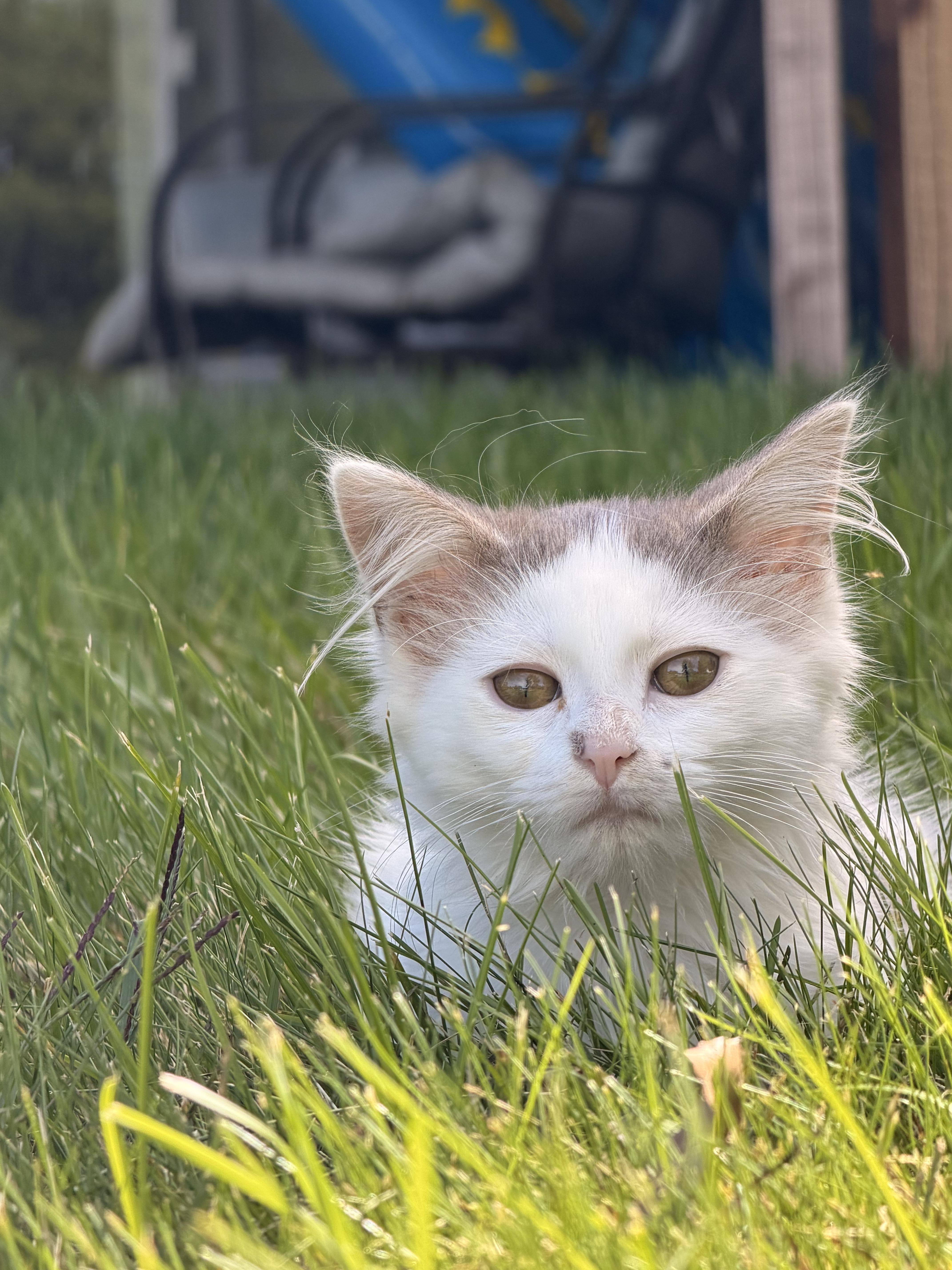 Enlarge Dolly P and Goldie-Bonded Pair, a Adoptable Domestic Medium Hair in Mears, MI image 4/6