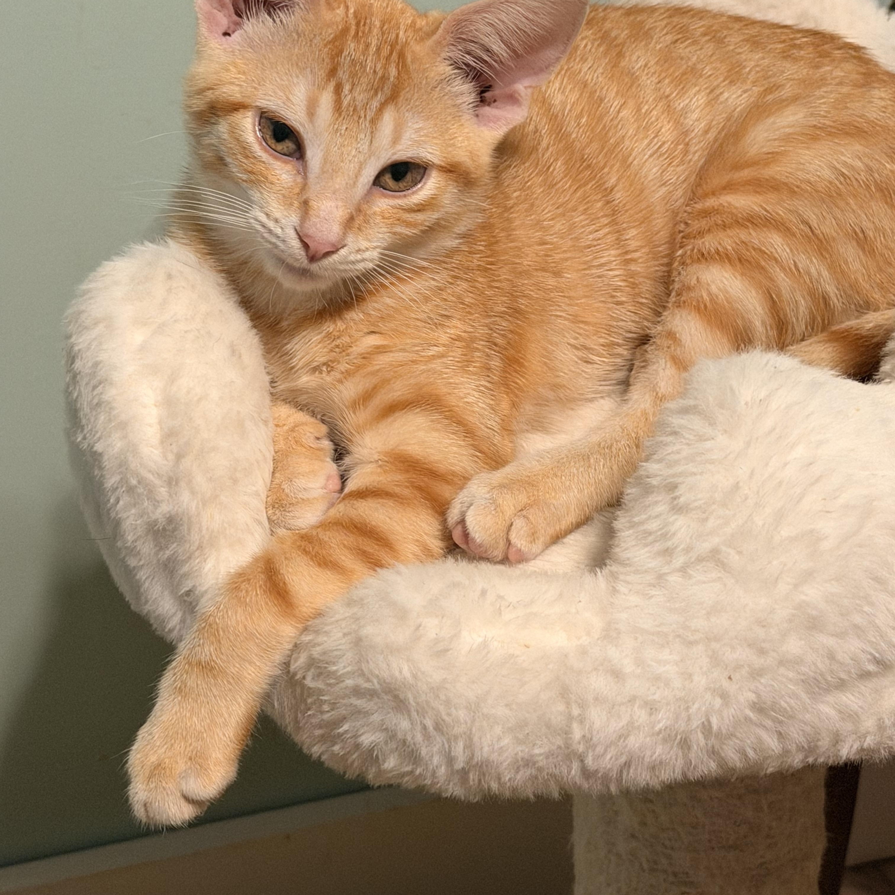 Enlarge Dolly P and Goldie-Bonded Pair, a Adoptable Domestic Medium Hair in Mears, MI image 3/6