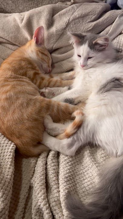 Enlarge Dolly P and Goldie-Bonded Pair, a Adoptable Domestic Medium Hair in Mears, MI video 6/6