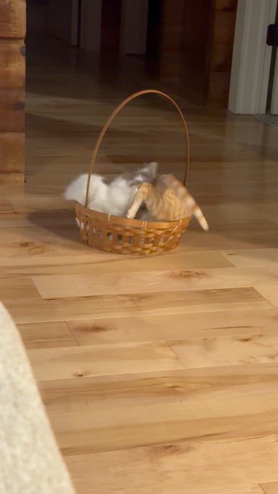 Enlarge Dolly P and Goldie-Bonded Pair, a Adoptable Domestic Medium Hair in Mears, MI video 5/6