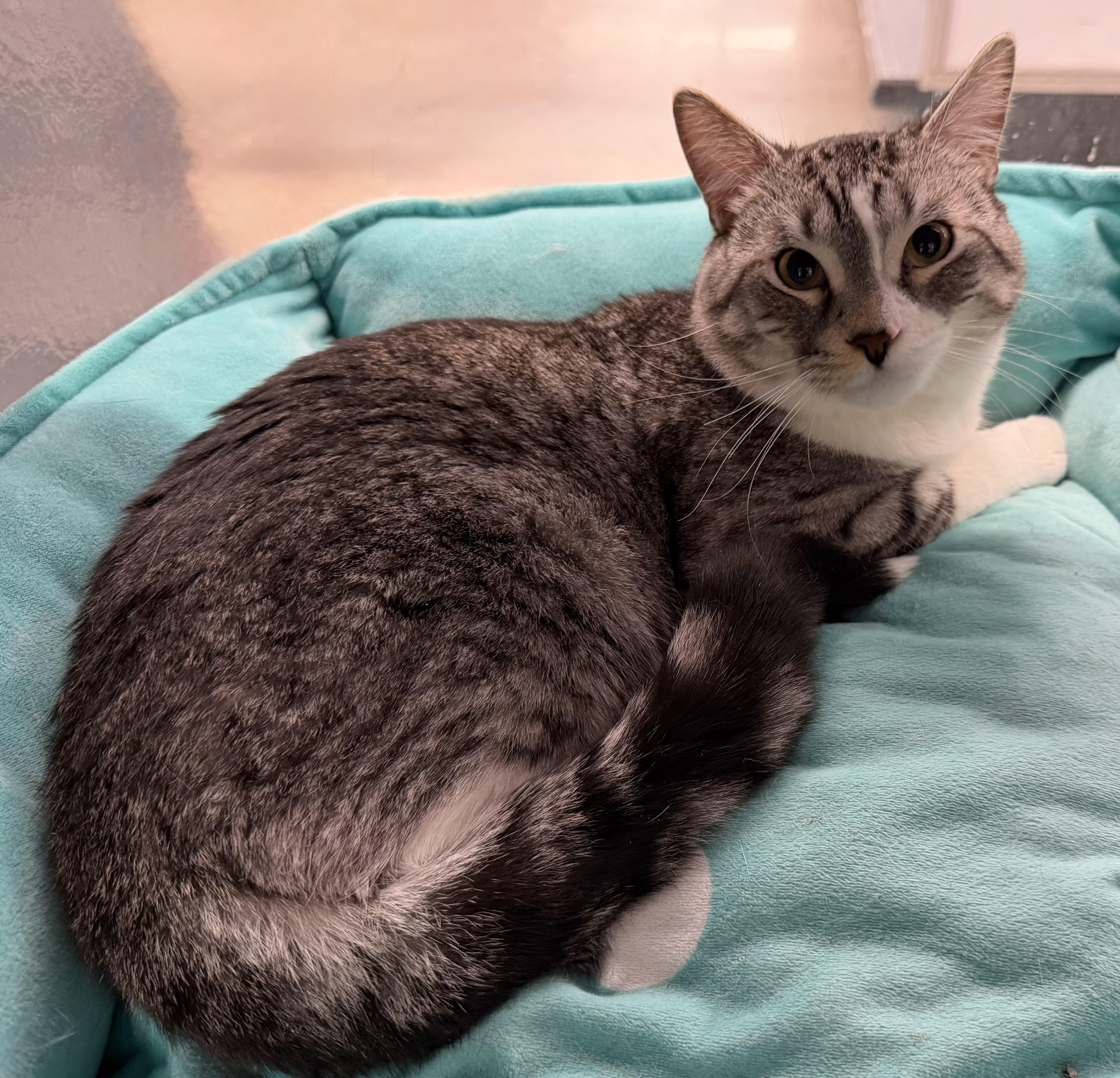 Reptar, a Adoptable Domestic Short Hair in Pickering, ON image 2/2
