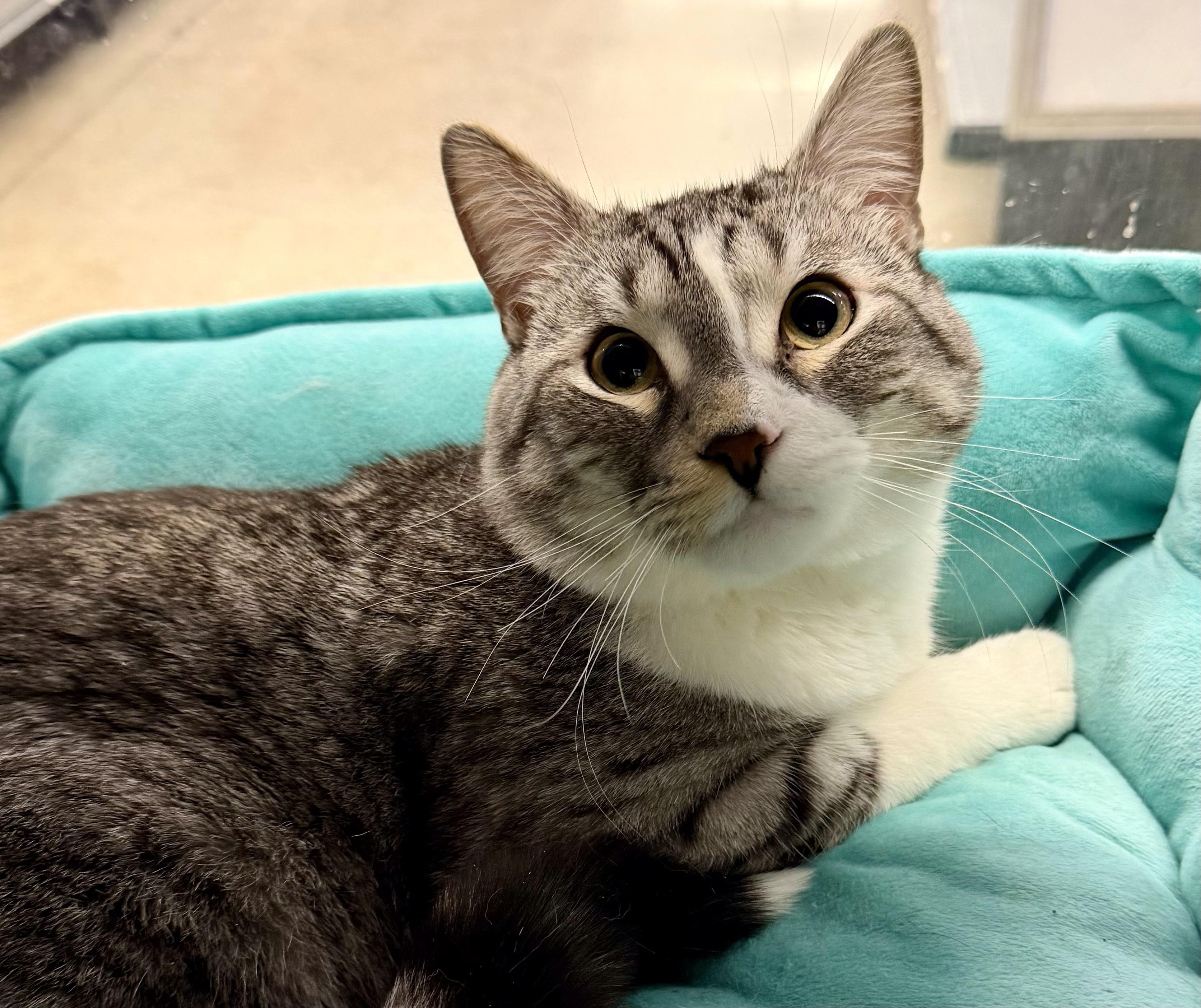 Reptar, Adoptable, Adult Male Domestic Short Hair.