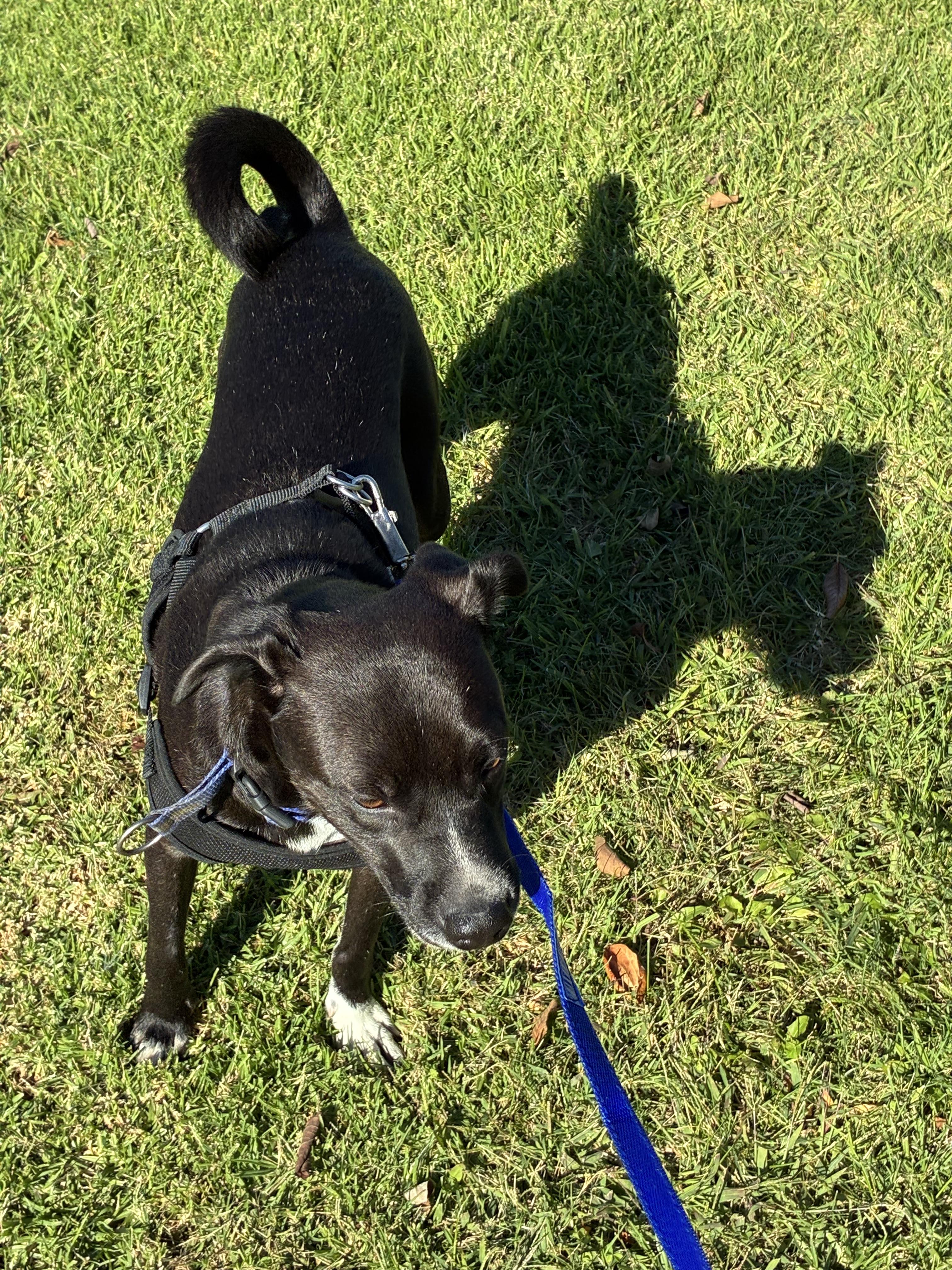Enlarge Vailarin, a Adoptable Mixed Breed in Chula Vista, CA image 1/5