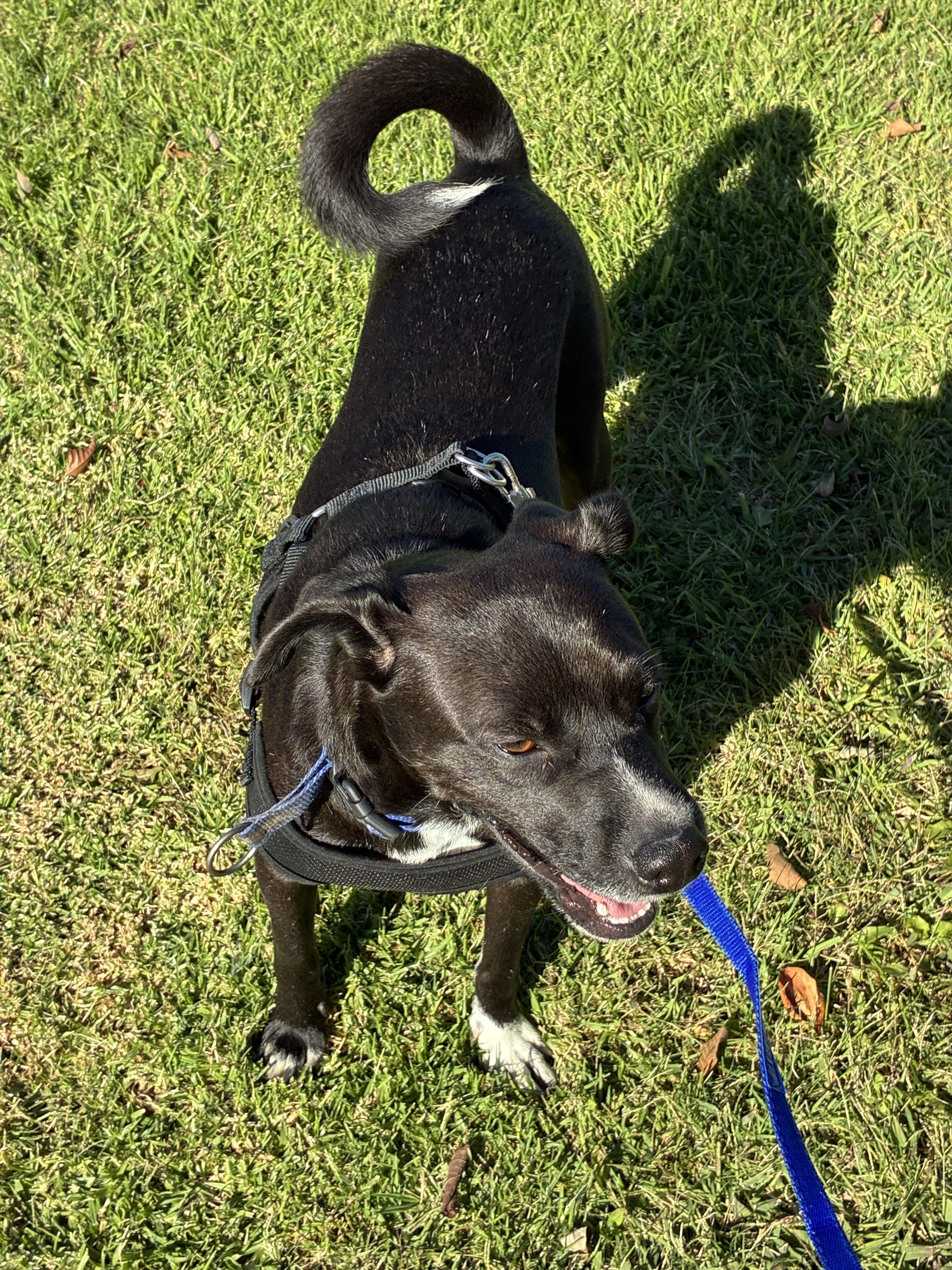 Enlarge Vailarin, a Adoptable Mixed Breed in Chula Vista, CA image 2/5