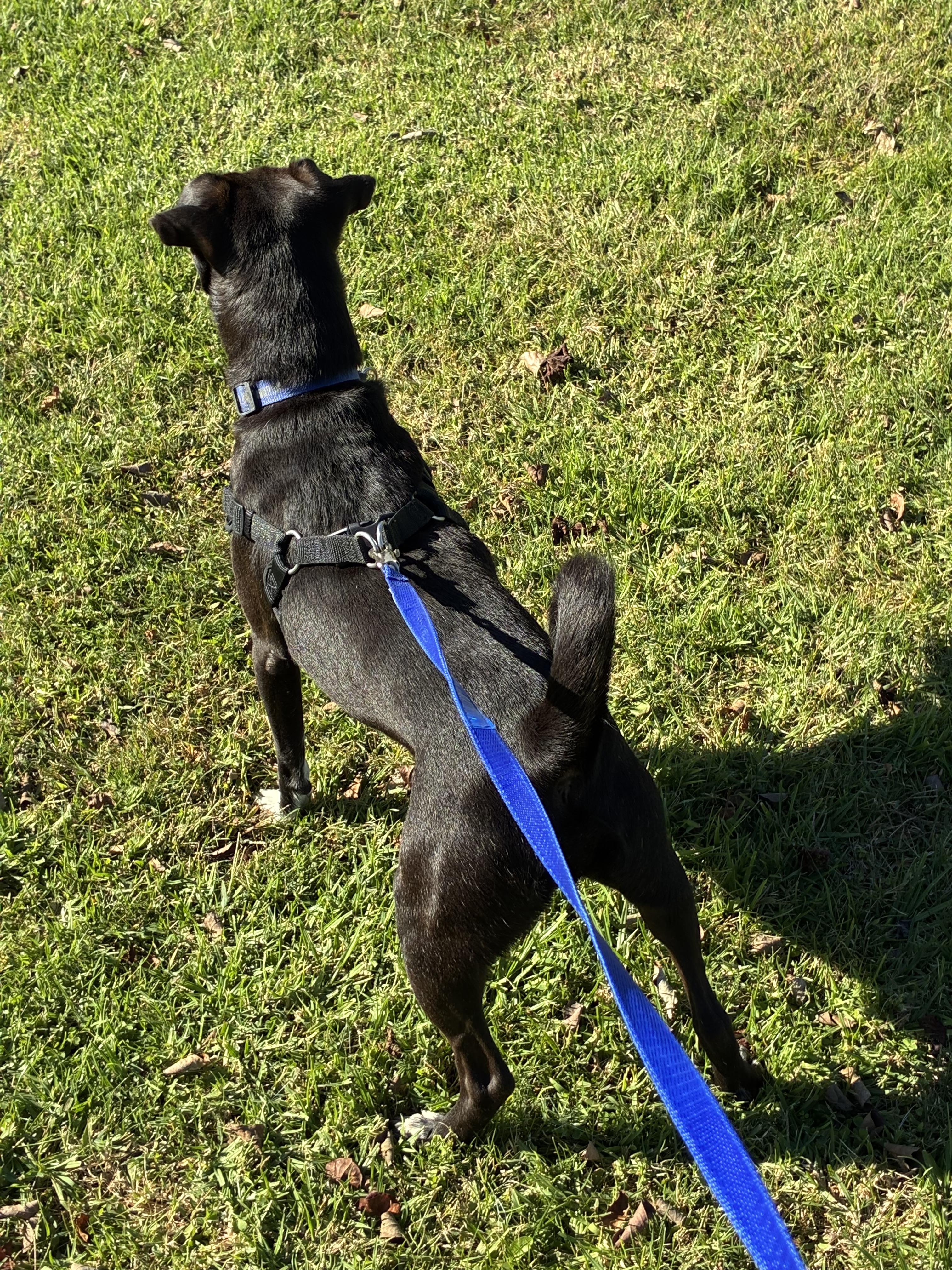 Vailarin, Adoptable, Young Male Mixed Breed.