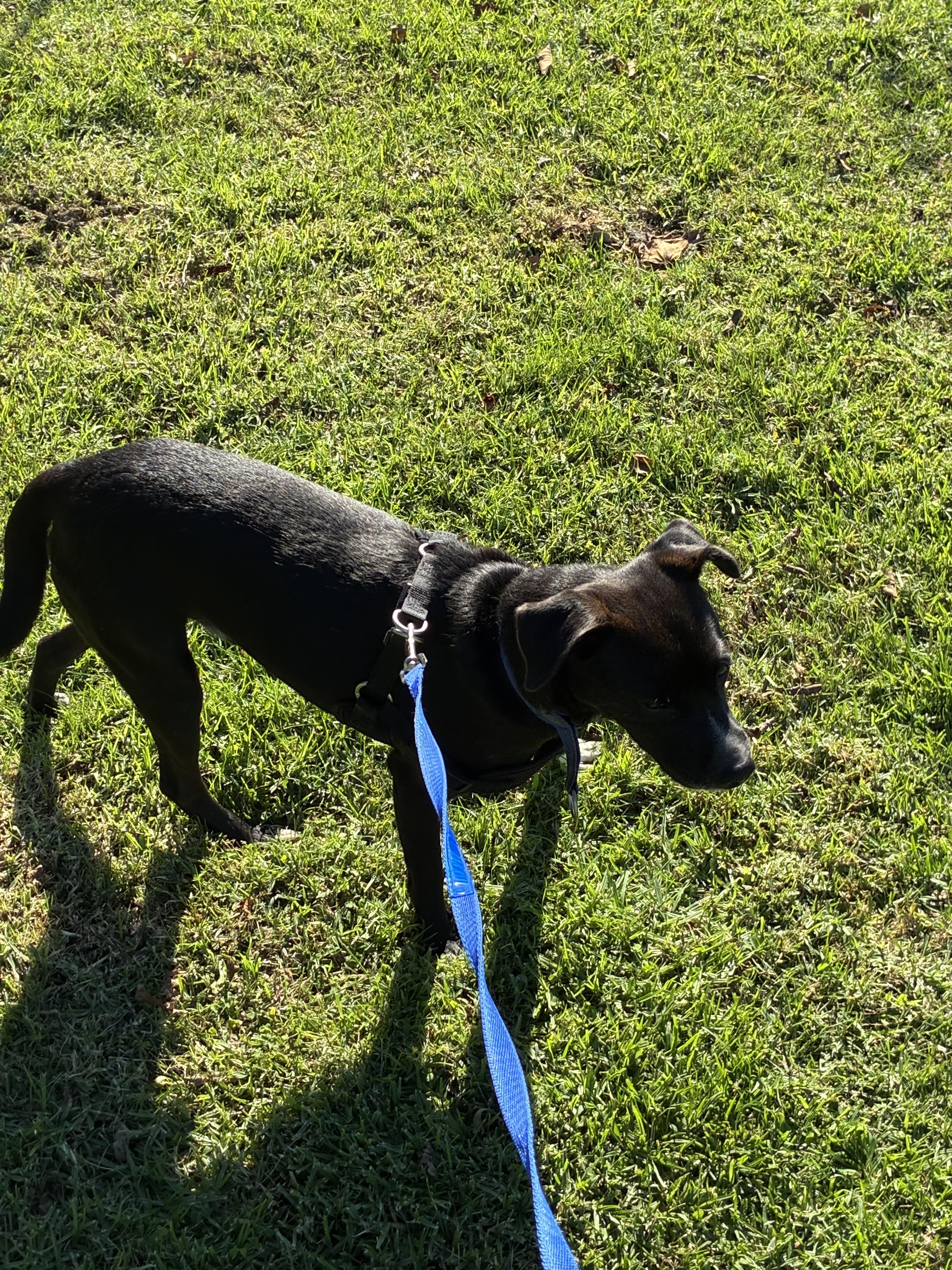 Enlarge Vailarin, a Adoptable Mixed Breed in Chula Vista, CA image 4/5