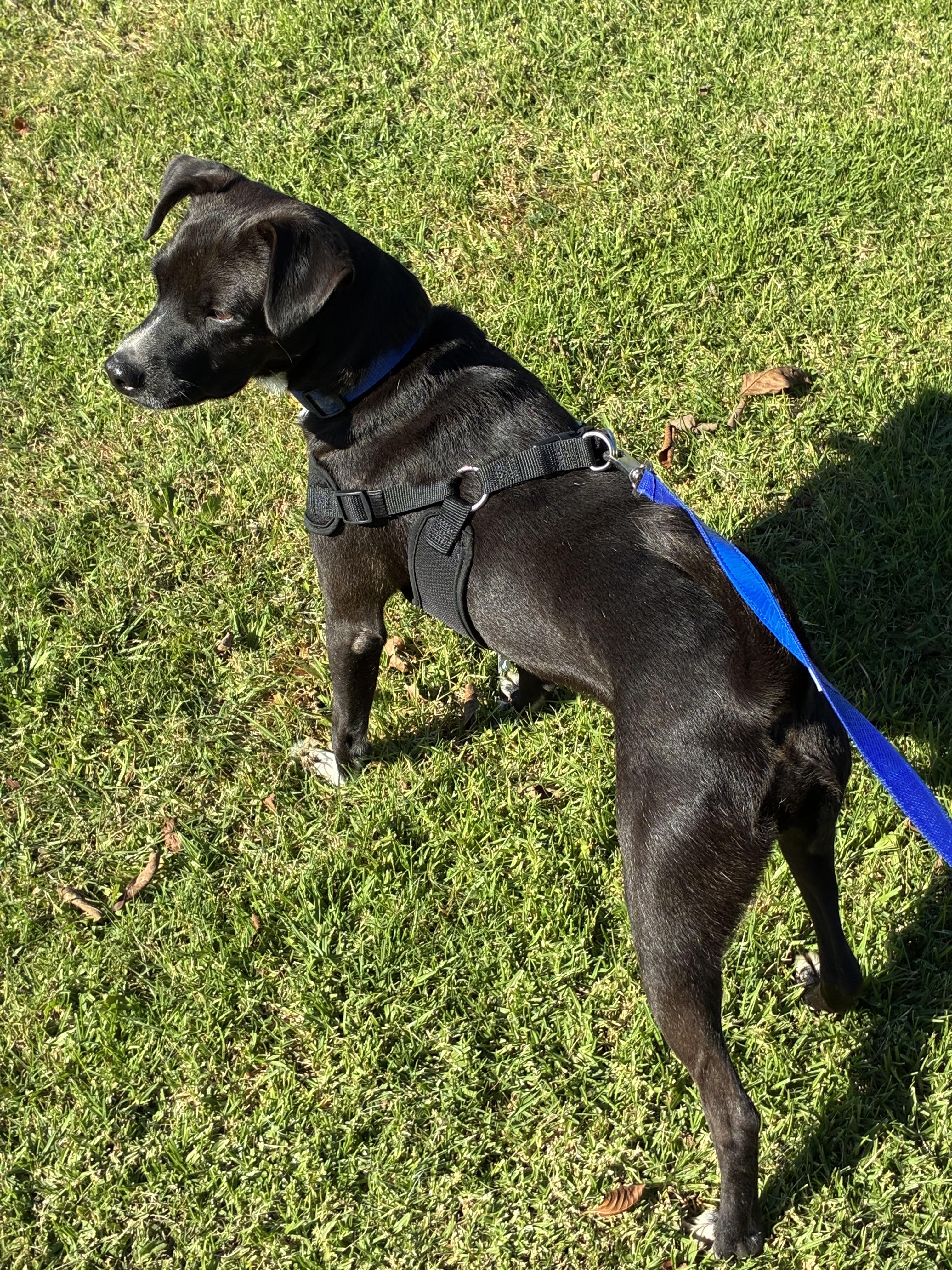 Enlarge Vailarin, a Adoptable Mixed Breed in Chula Vista, CA image 5/5