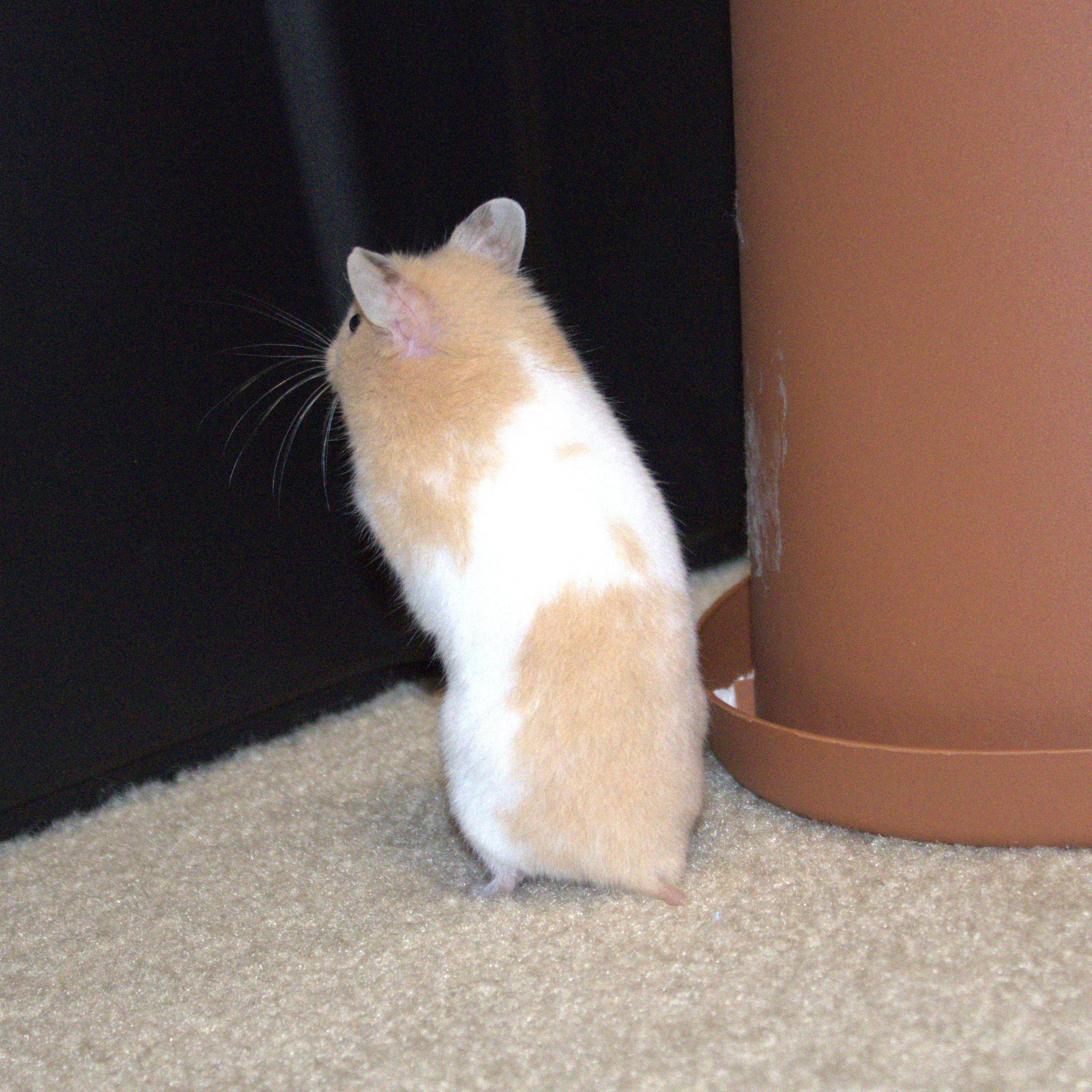 Winnie, a Adoptable Hamster in Olympia, WA image 3/5