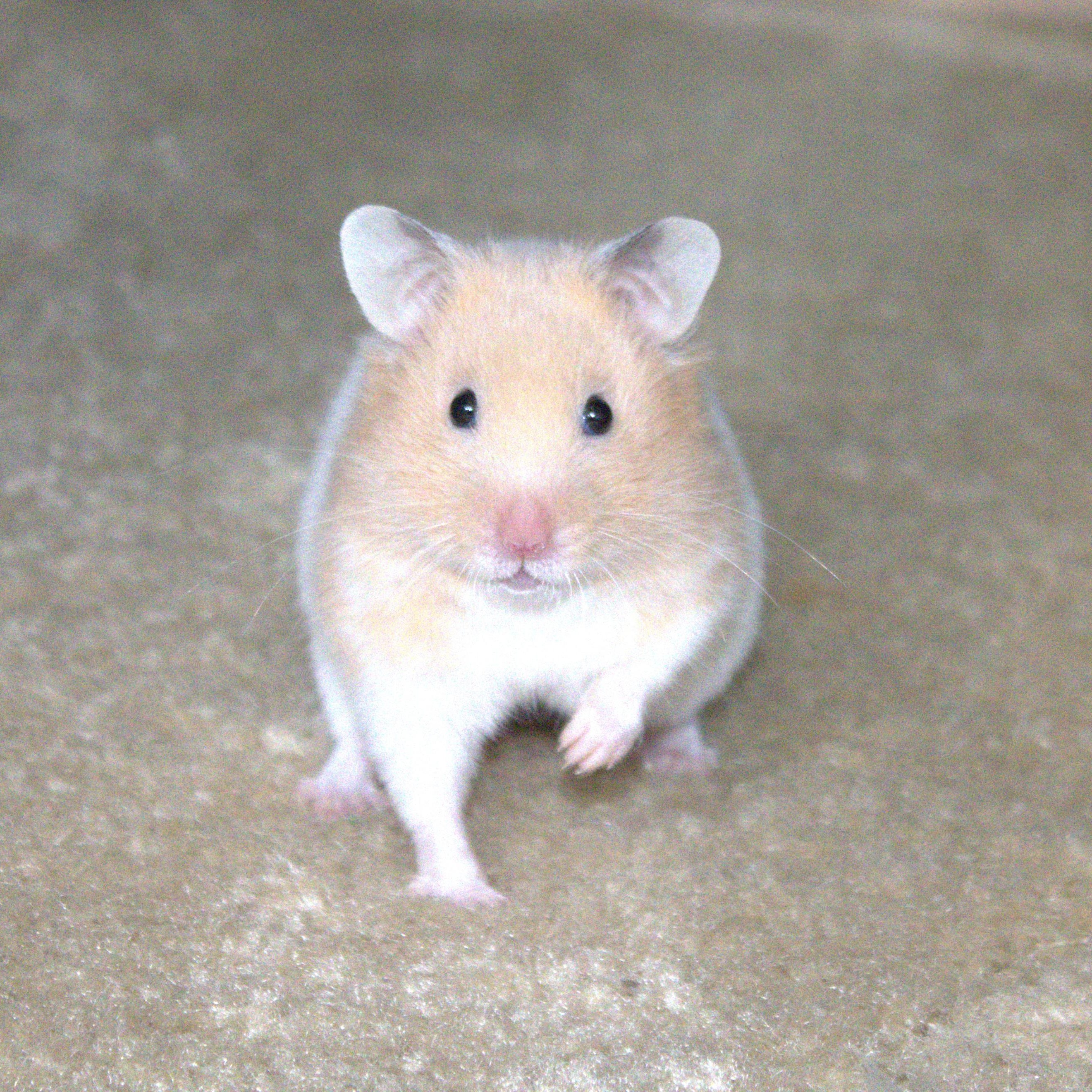 Winnie, Adoptable, Young Female Hamster.