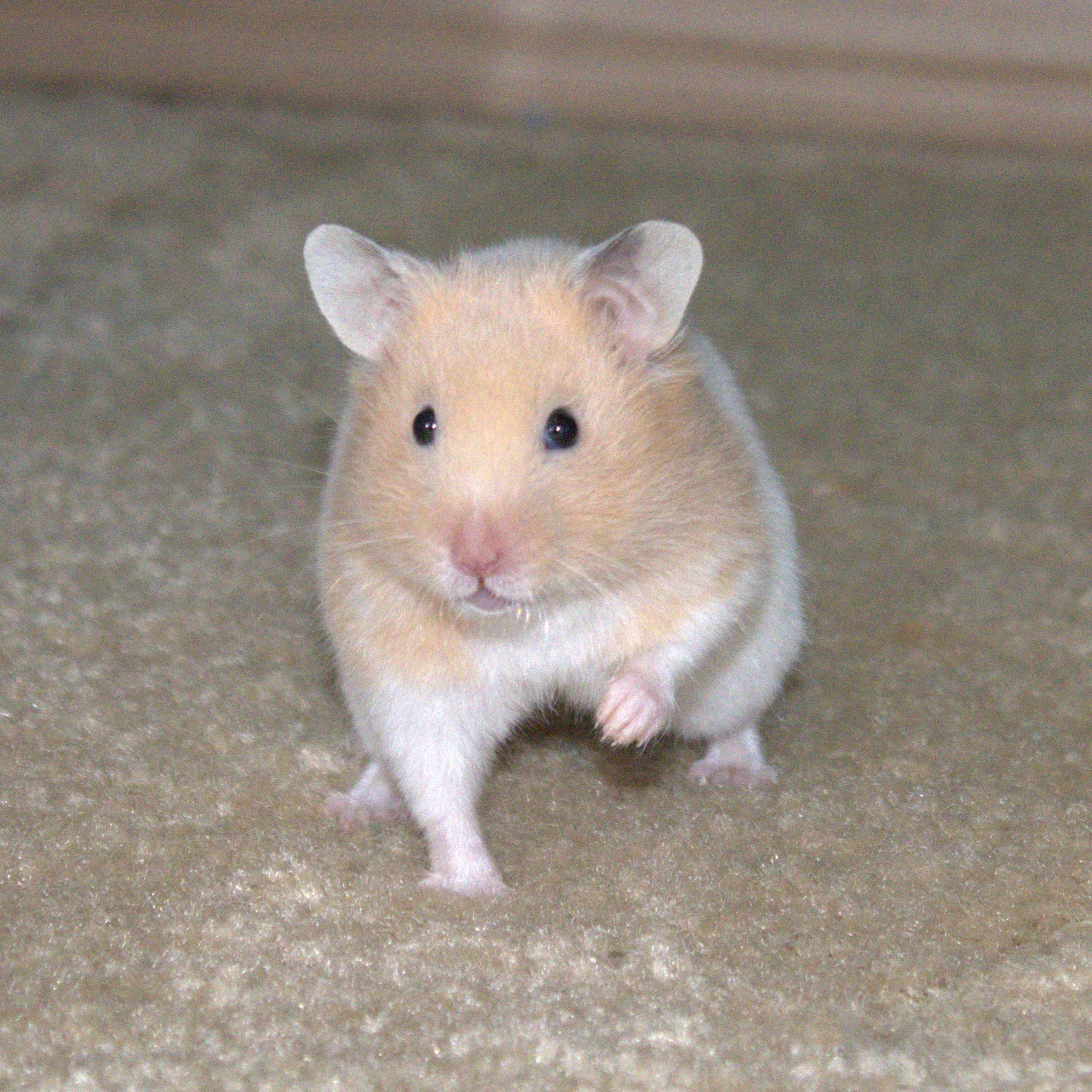 Winnie, a Adoptable Hamster in Olympia, WA image 4/5