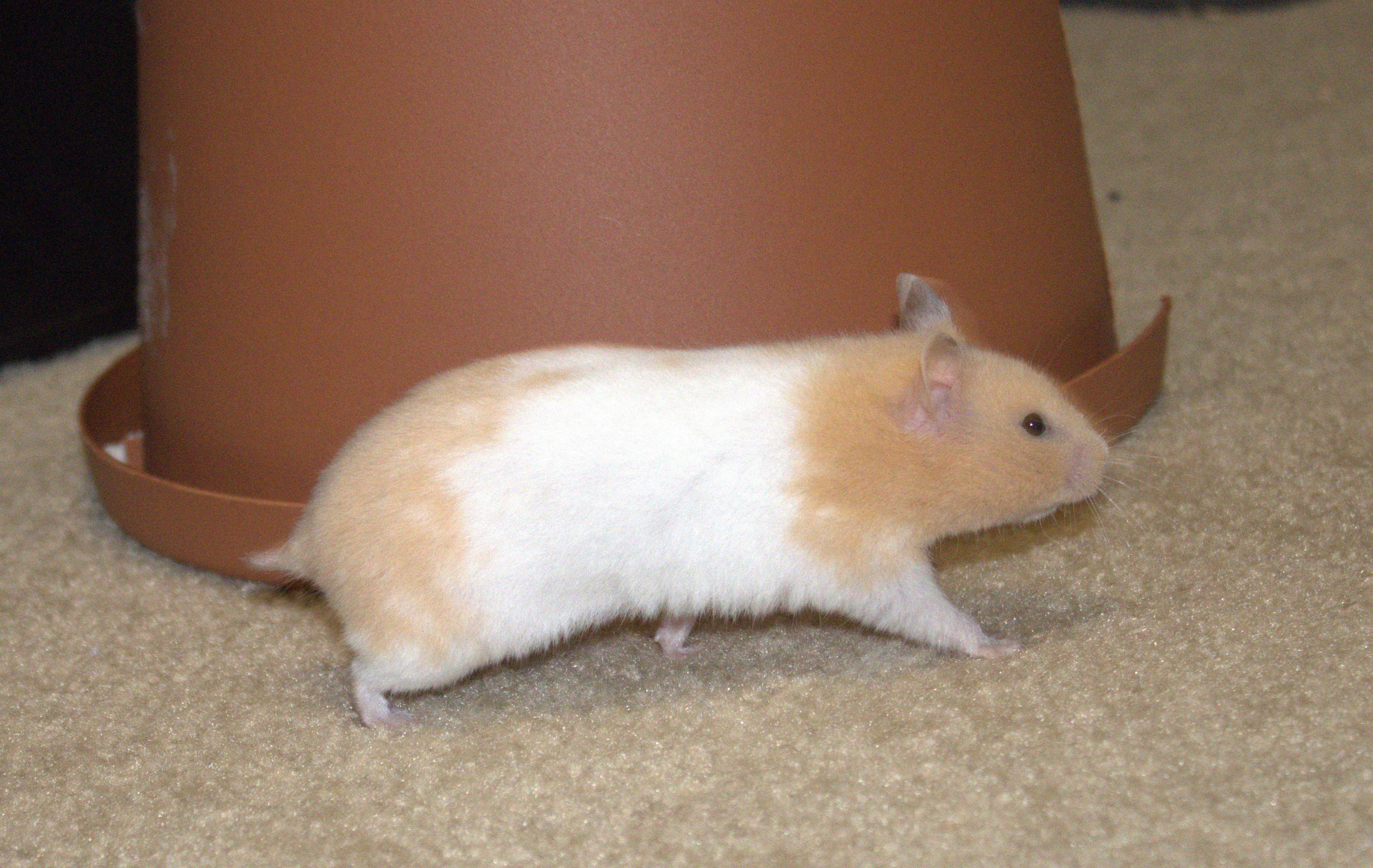 Winnie, a Adoptable Hamster in Olympia, WA image 5/5